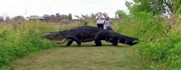 Мислили сте да су диносауруси изумрли? Е па нису... (ВИДЕО)